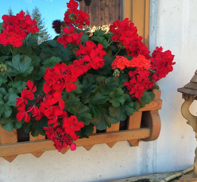 Liebevoller Blumenschmuck am Bifanggut