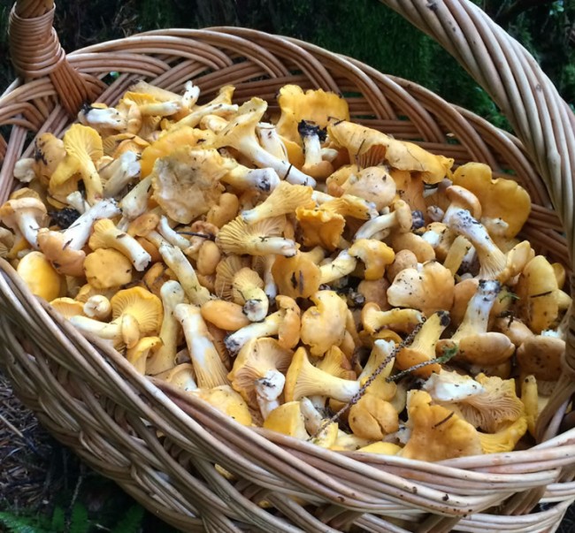 Frische Eierschwammerl aus dem Altenmarkter Wald