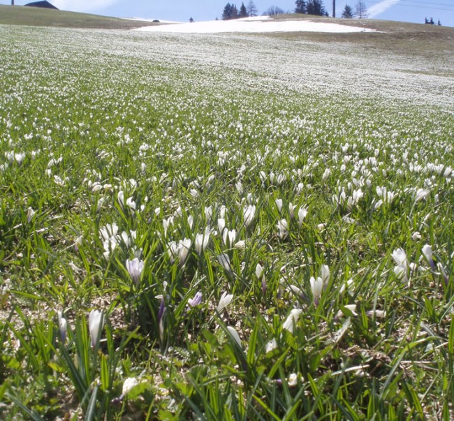 Frühlingswiese mit Krokus