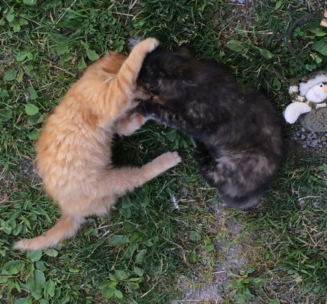 Katzenkinder beim Spielen